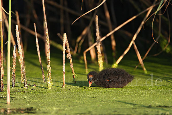 Teichralle (Gallinula chloropus)