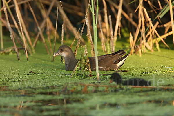 Teichralle (Gallinula chloropus)