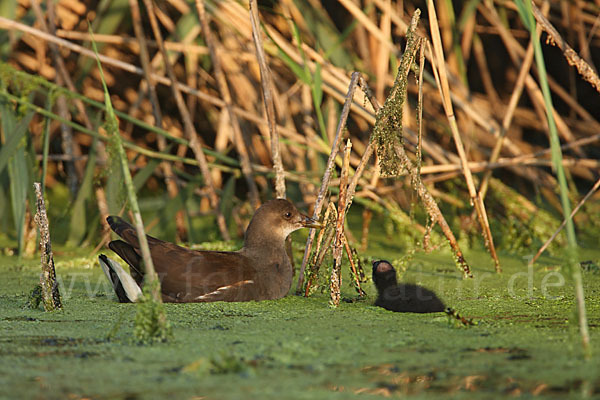 Teichralle (Gallinula chloropus)