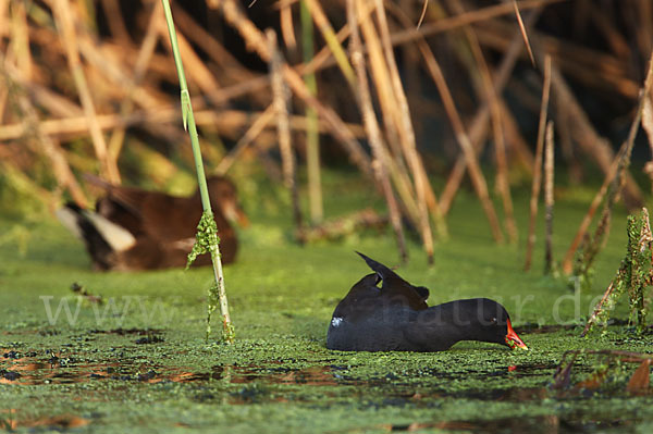 Teichralle (Gallinula chloropus)