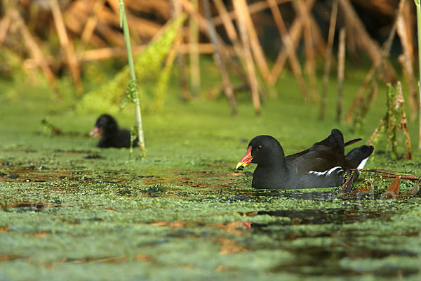 Teichralle (Gallinula chloropus)