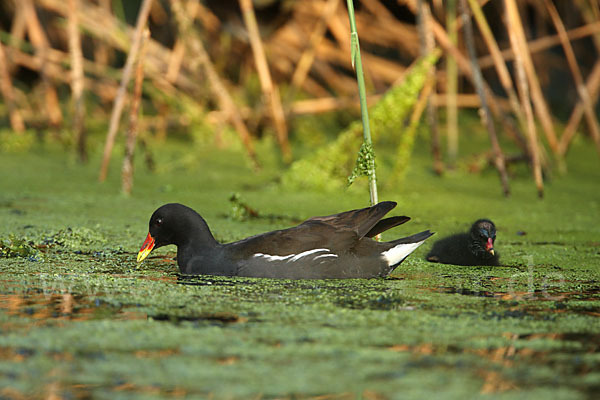 Teichralle (Gallinula chloropus)