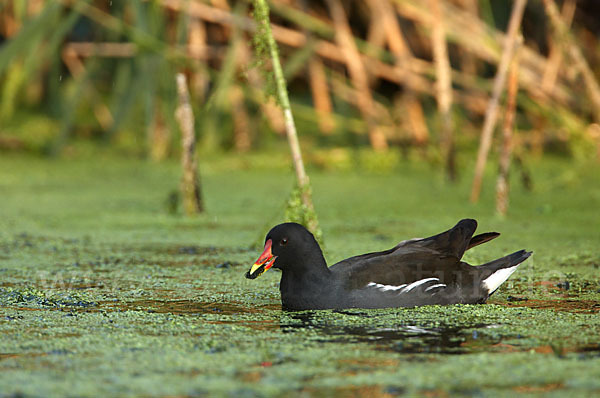 Teichralle (Gallinula chloropus)