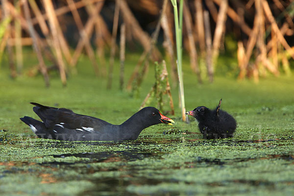 Teichralle (Gallinula chloropus)