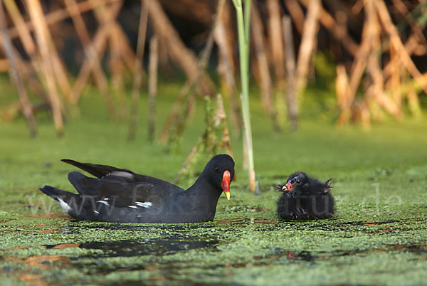 Teichralle (Gallinula chloropus)