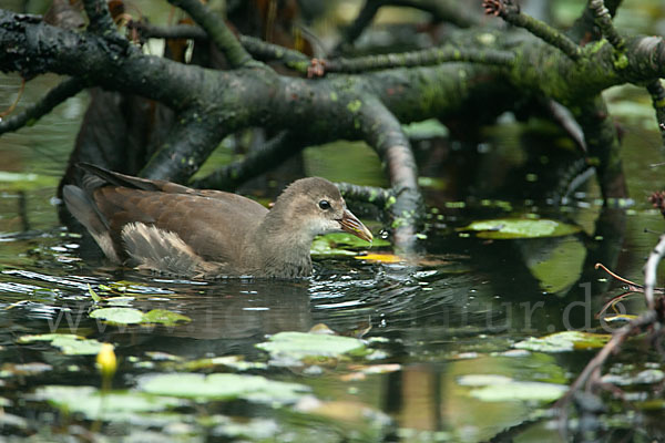 Teichralle (Gallinula chloropus)