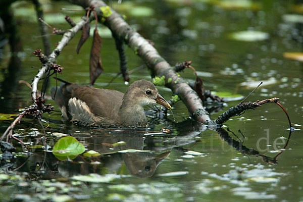 Teichralle (Gallinula chloropus)