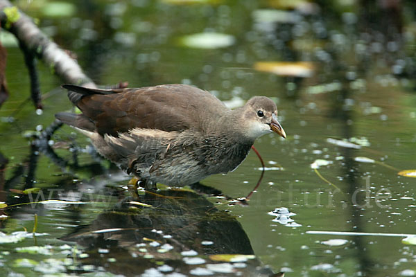 Teichralle (Gallinula chloropus)