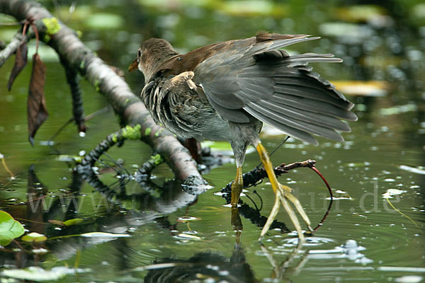 Teichralle (Gallinula chloropus)