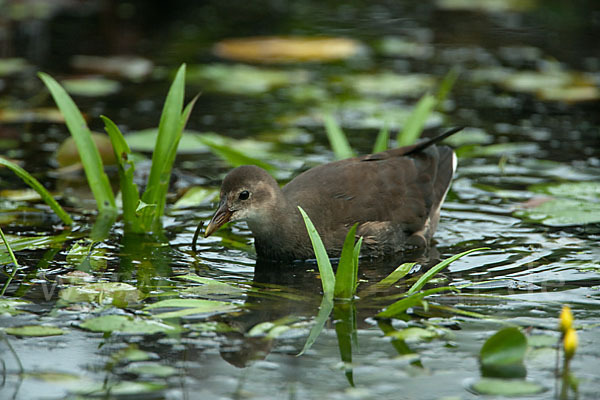 Teichralle (Gallinula chloropus)