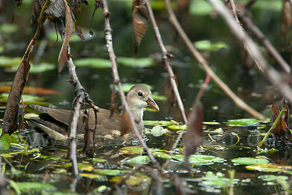 Teichralle (Gallinula chloropus)