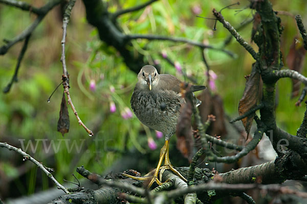 Teichralle (Gallinula chloropus)