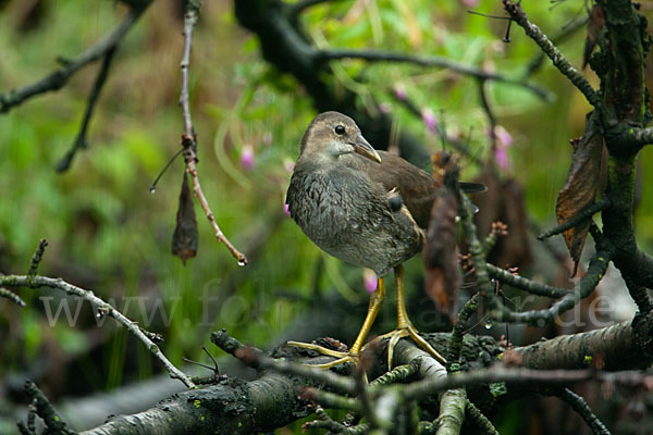 Teichralle (Gallinula chloropus)