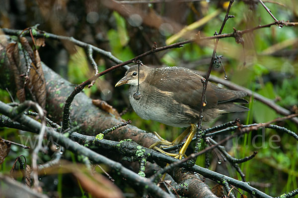 Teichralle (Gallinula chloropus)