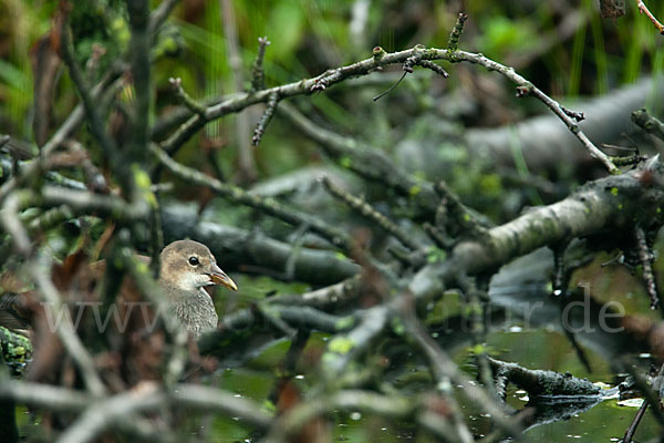 Teichralle (Gallinula chloropus)