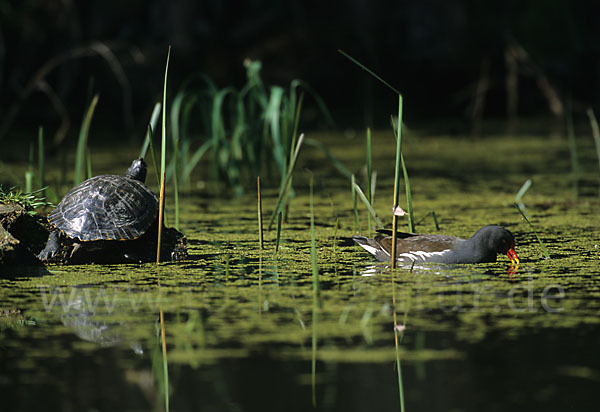 Teichralle (Gallinula chloropus)