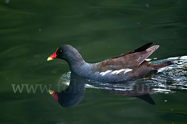 Teichralle (Gallinula chloropus)