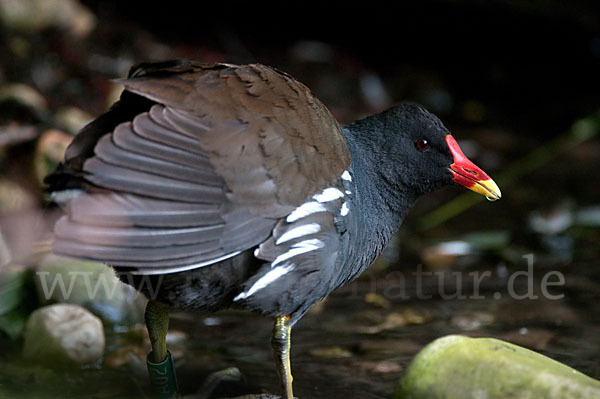 Teichralle (Gallinula chloropus)