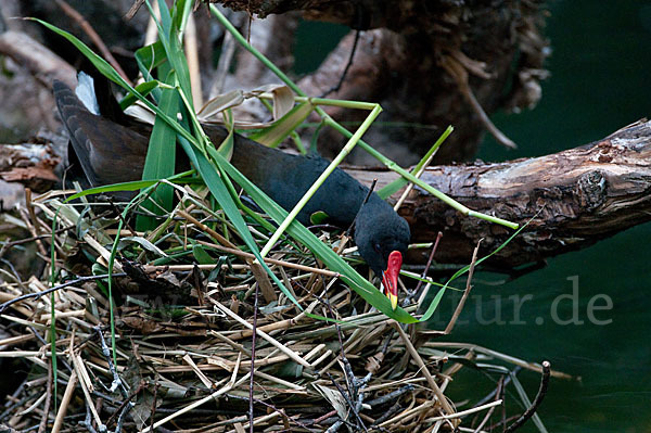 Teichralle (Gallinula chloropus)