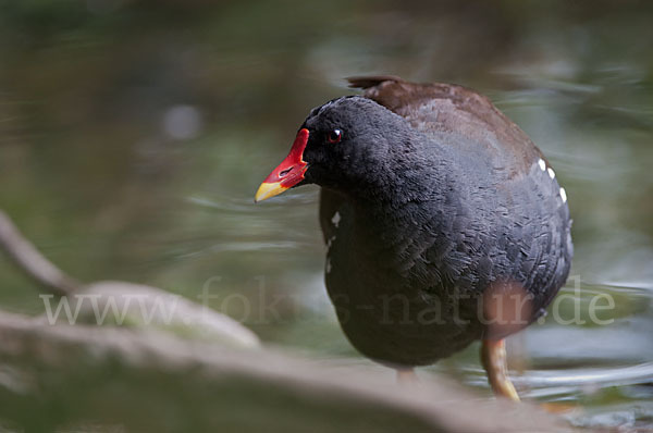 Teichralle (Gallinula chloropus)