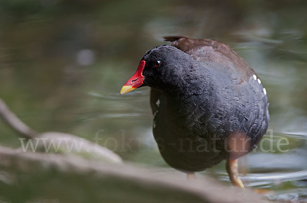 Teichralle (Gallinula chloropus)