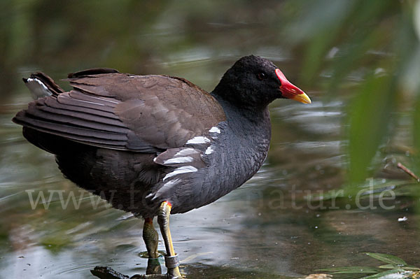 Teichralle (Gallinula chloropus)