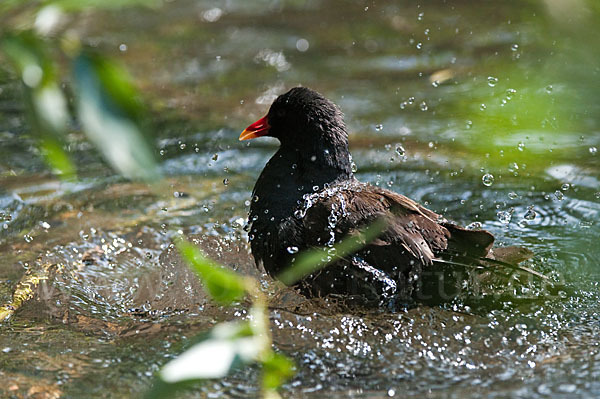 Teichralle (Gallinula chloropus)