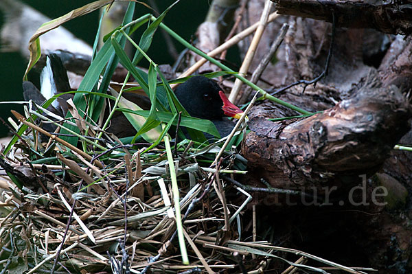 Teichralle (Gallinula chloropus)