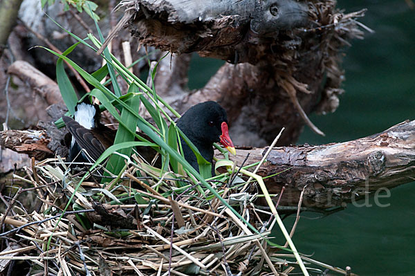 Teichralle (Gallinula chloropus)