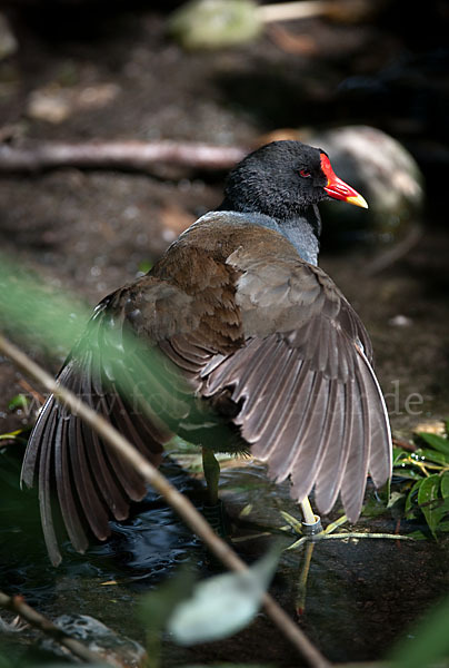 Teichralle (Gallinula chloropus)