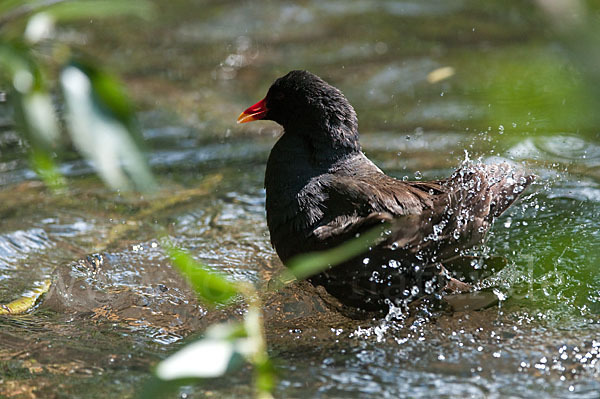 Teichralle (Gallinula chloropus)