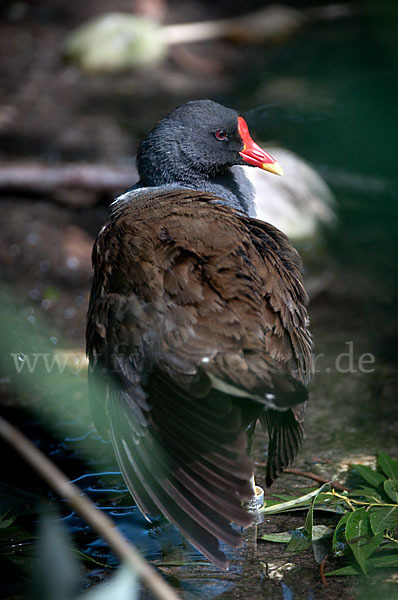 Teichralle (Gallinula chloropus)