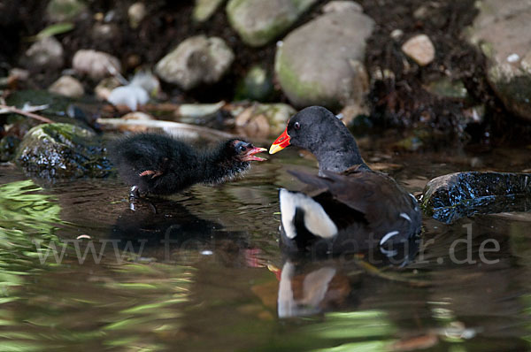 Teichralle (Gallinula chloropus)