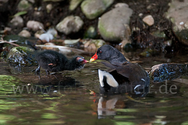 Teichralle (Gallinula chloropus)