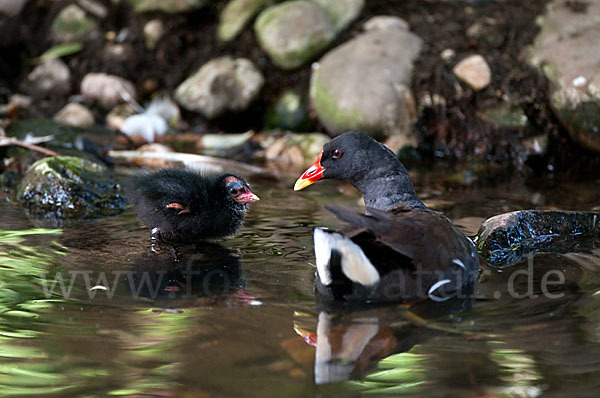 Teichralle (Gallinula chloropus)