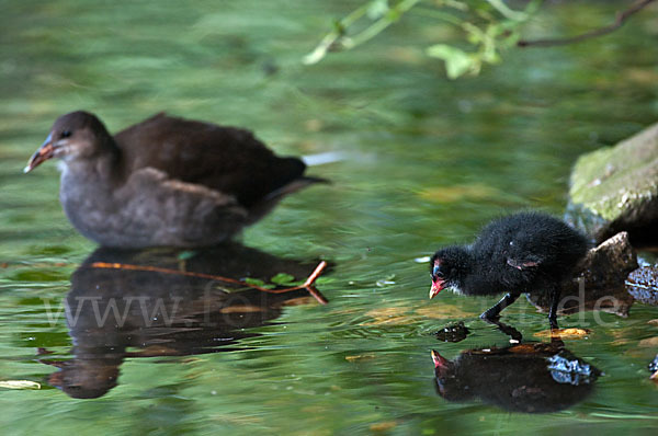 Teichralle (Gallinula chloropus)