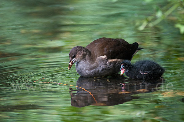 Teichralle (Gallinula chloropus)