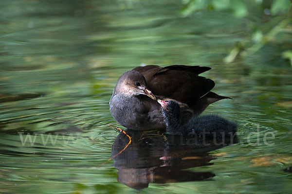 Teichralle (Gallinula chloropus)