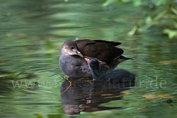 Teichralle (Gallinula chloropus)