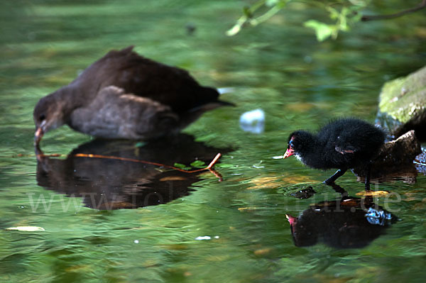 Teichralle (Gallinula chloropus)