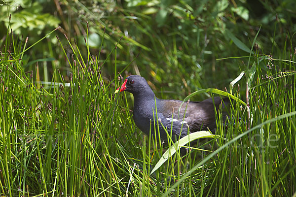 Teichralle (Gallinula chloropus)