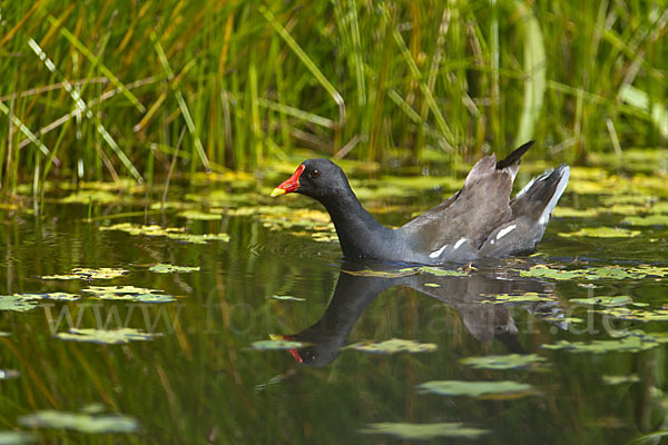 Teichralle (Gallinula chloropus)