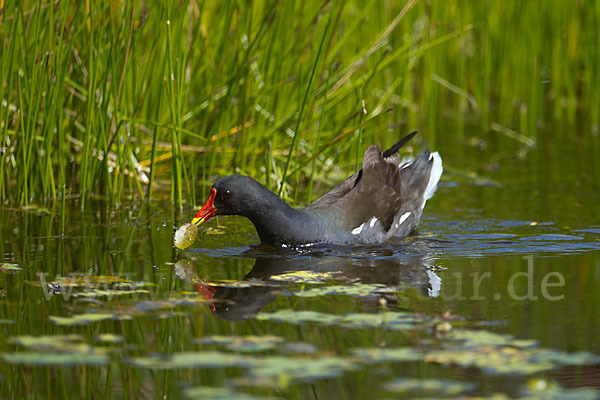 Teichralle (Gallinula chloropus)