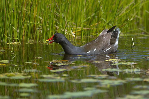 Teichralle (Gallinula chloropus)