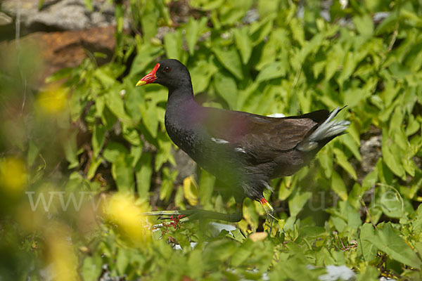 Teichralle (Gallinula chloropus)