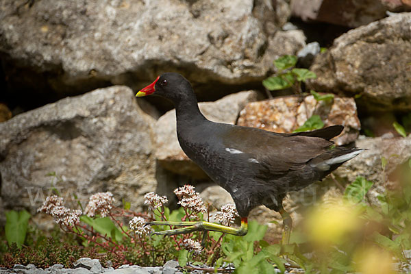 Teichralle (Gallinula chloropus)