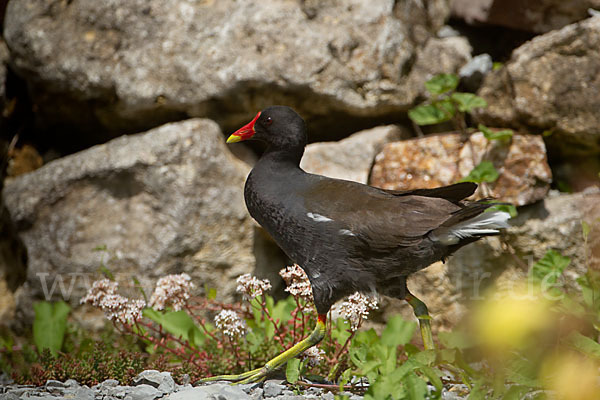 Teichralle (Gallinula chloropus)