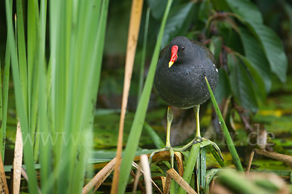 Teichralle (Gallinula chloropus)