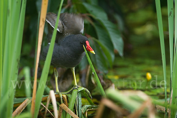 Teichralle (Gallinula chloropus)