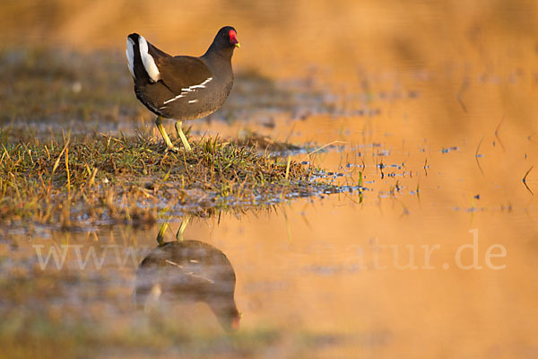 Teichralle (Gallinula chloropus)